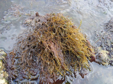 Тези кафяви водорасли ги има в Черно море - потискат апетита и се използват за отслабване