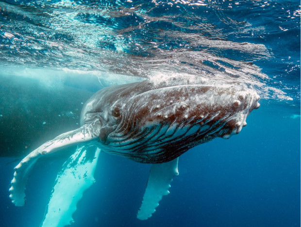 Първият разговор с кит вече е факт благодарение на изкуствен