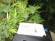 Акция на полицията: Откриха много марихуана в хотел в Слънчев бряг