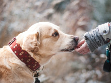 Община Казанлък не е част от непрозрачната кампания на местна фондация за кастрация на кучета