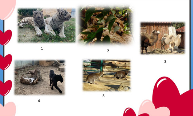 Конкурсът на влюбените организира варненския Зоопарк.Гласувайте за вашата любима двойка