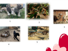 Конкурсът за влюбените организира Зоопарка във Варна