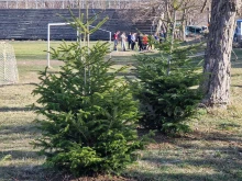 30 нови дръвчета засадиха в Търговище