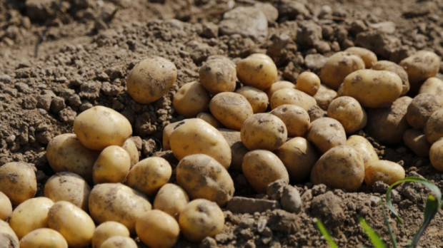 Националната асоциация на картофопроизводителите никога не е участвала и няма