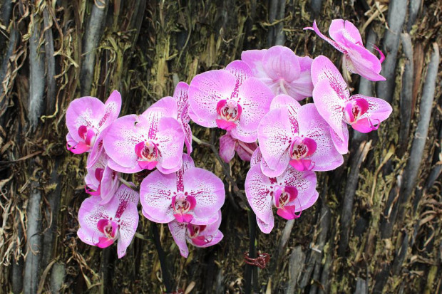 Орхидеите не са най-лесните за поддържане стайни растения и имат