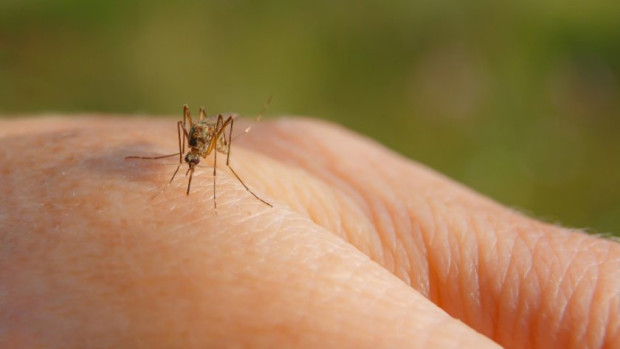 В момента в Бразилия има епидемия с денга вирусна