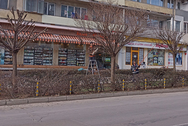 Пролетно кастрене на дървета се извършва във Варна. В момента