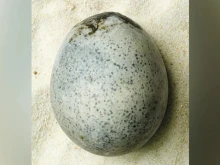 Във Великобритания откриха непокътнато птиче яйце на близо 2000 години