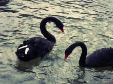 Търси се нова двойка лебеди за Лебедовото езеро в парк "Бачиново" край Благоевград
