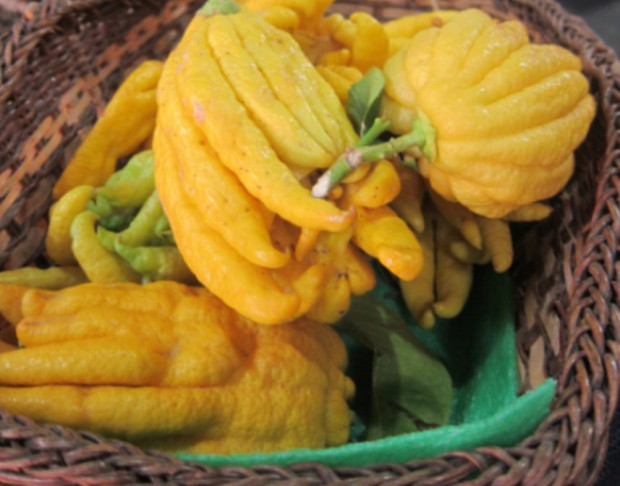 Ръката на Буда е екзотичен плод, който притежава странна форма. Sofia24.bg