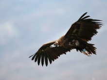 Рядка и защитена птица, за пръв път след повече от 30 години, загнезди в Източните Родопи
