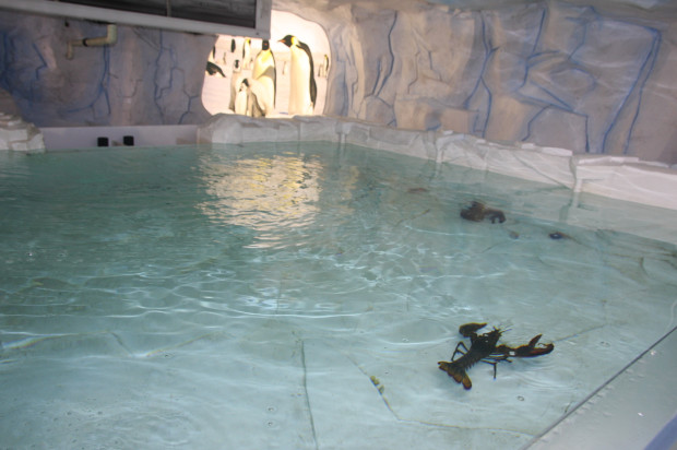 "Ледена епоха" превзема Природонаучния музей в Пловдив
