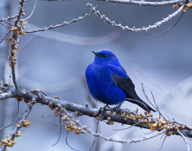 Тази птица с поразително синя окраска живее в големи ята