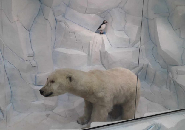 TD В Регионалния природонаучен музей в Пловдив беше открита експозиция Антарктида