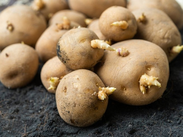 Покълналите картофи често могат да се появят в края на
