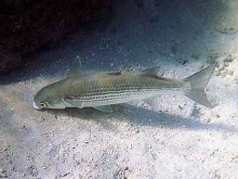 Експерт: Рибите най-вероятно ще изпаднат в стрес, ако се поставят ветрогенератори в Черно море
