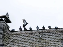 Германски град организира референдум с предложение за избиване на гълъбите