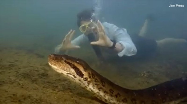 Най-голямата змия в света беше открита в тропическите гори на Амазонка!Северната зелена анаконда,