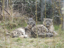 Зоологическата градина в София участва в програма за опазване на застрашените видове
