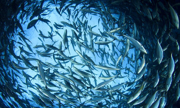 Оценка и изследване на рибните запаси в българската акватория на