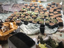 Разбиха поредна наркооранжения в Пазарджишко с близо 80 кг марихуана