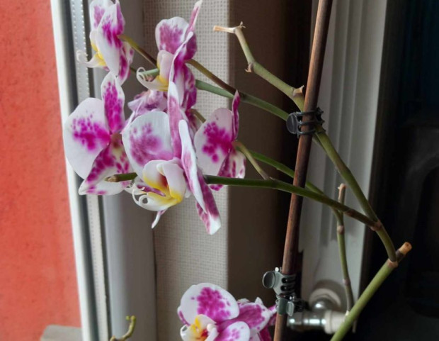 Орхидеята е едно от най красивите цветя които може да отглеждаме
