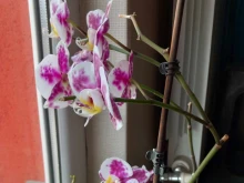 Прост трик, с който да накараме орхидеите вкъщи да цъфтят по-често