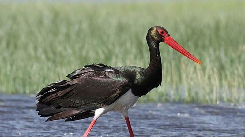 Черен щъркел - какво е поверието, ако ни видим такъв
