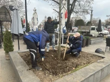 През високосния ден на февруари бяха заседени нови дървета в Русе