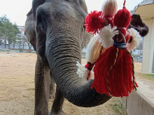 В Софийския зоопарк закичиха слониците с мартеници, има изненада и за посетителите