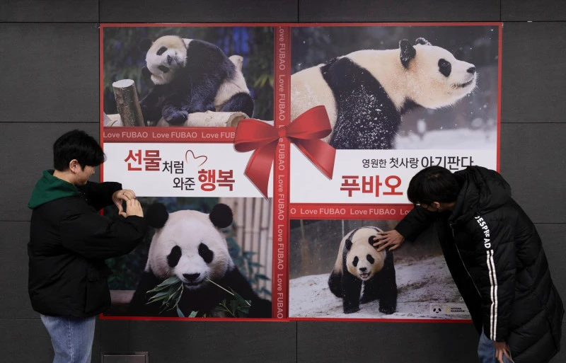 Хиляди южнокорейци се редят на опашка, за да се сбогуват с гигантската панда, която ще се върне в Китай