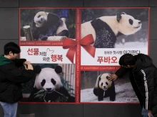 Хиляди южнокорейци се редят на опашка, за да се сбогуват с гигантската панда, която ще се върне в Китай
