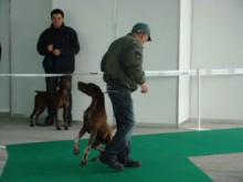 Елитни кучета предлагат на "Зоо ревю 2010“ в панаира