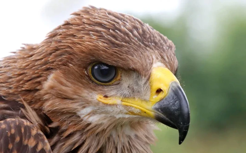 Откриха отровени редки птици в Западна Странджа, измежду тях и царски орел