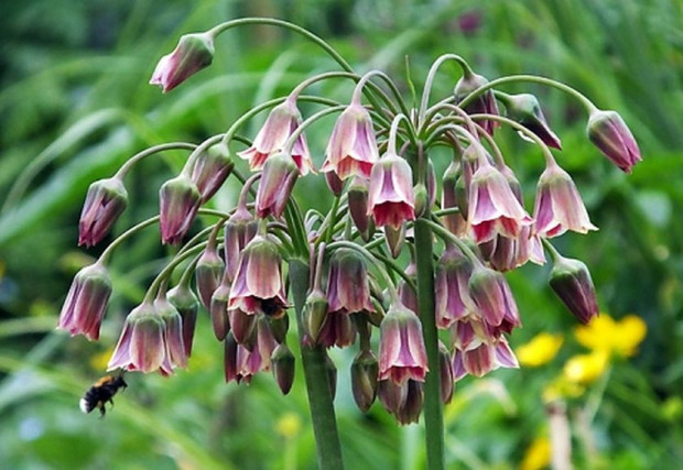 Самардалата  Nectaroscordum siculum ssp bulgaricum syn Allium bulgaricum е една от