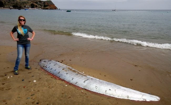 В Адриатическо море забелязаха гигантски риби, предвещаващи големи бедствия