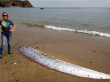 В Адриатическо море забелязаха гигантски риби, предвещаващи големи бедствия