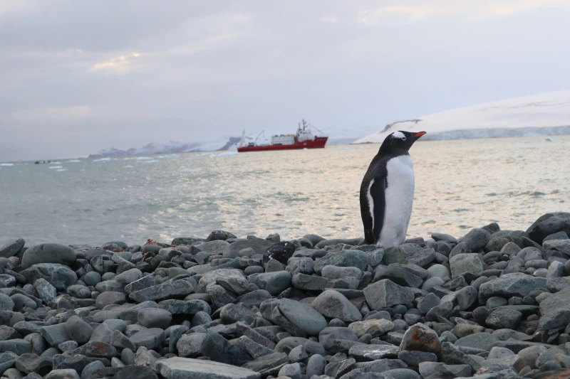 Природонаучният музей в Пловдив кани на вълнуващо пътешествие до Антарктида