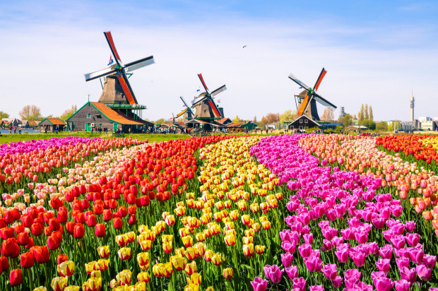 Нидерландия е страната освен на вятърните мелници сирената и лалета