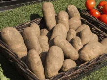Изключването на картофите от храненето крие голям риск