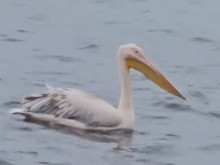 Красив розов пеликан е избягал от зоопарка във Варна! Хората се надяват да не го хванат