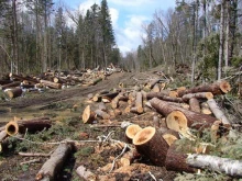 Горските в Шумен разкриха незаконна сеч на огромно количество дървета