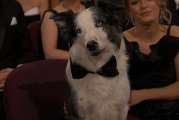 Кучето Меси – красива кучешка звезда от  Анатомията на падането  и добро