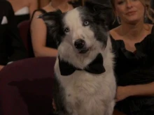 Звездата на Оскарите се оказа кучето Меси