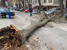 Дърво падна върху кола до Бразилското посолство, заклещи шофьора
