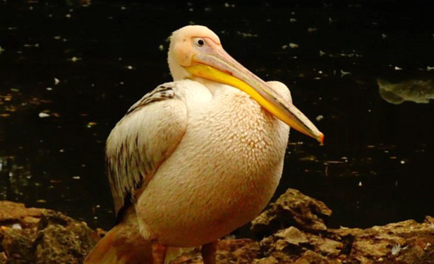 Красив розов пеликан е избягал от зоопарка във Варна. За