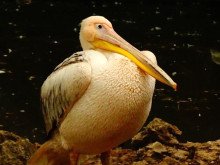 Вижте защо е "избягал" варненският пеликан