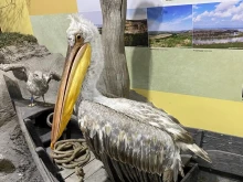 Къдроглав пеликан допълни колекцията от препарирани животни в Екомузея в Русе