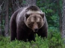 Пет проверки за щети, нанесени от мечки са извършени в Смолянско през февруари