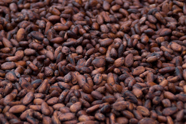 Родината на какаото е Централна Америка където през 14 век
